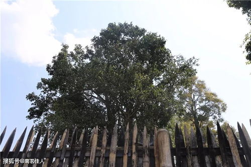 世界上最古老的茶树发现纪录