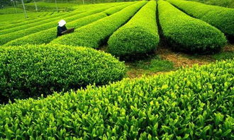 茶叶种植的最佳纬度